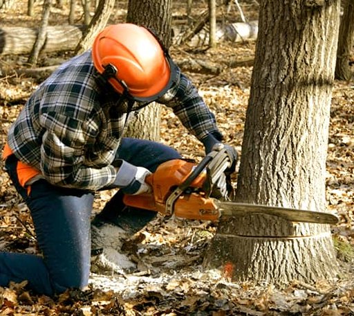 Tree Removal in Waterville, KS